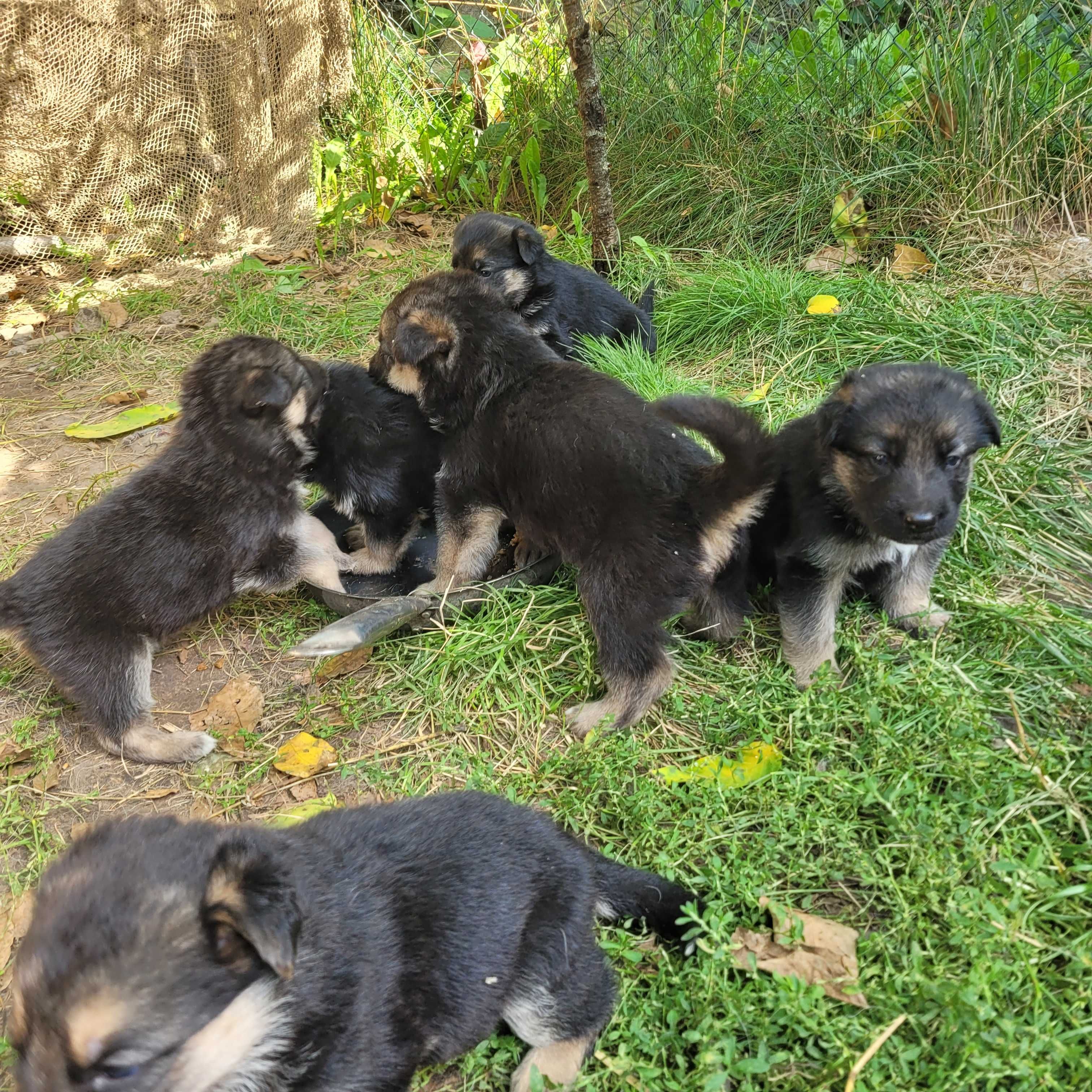Цуценята німецькі вівчарки