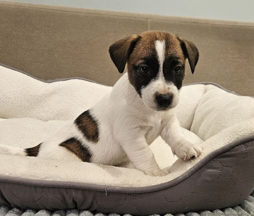Piesek jack russell ZKwP FCI