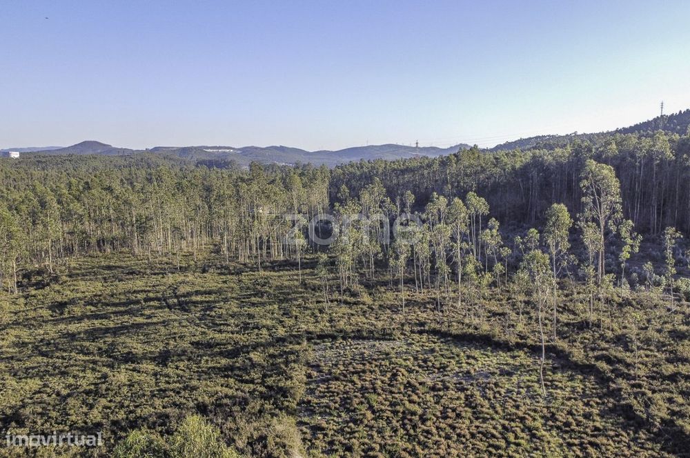 Terreno Rústico Para Arrendar com Cultura de Mata Mista em Folgosa