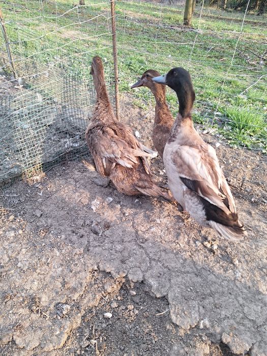 Kaczki k ho jaja jajka legowe.