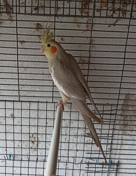 Caturras pérolas cinza