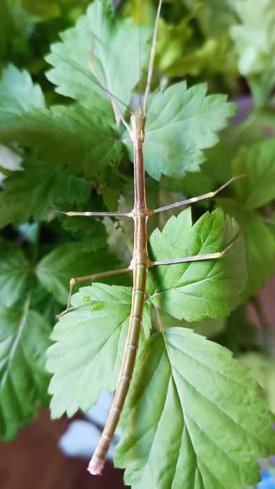 Комаха жук палочник метелик