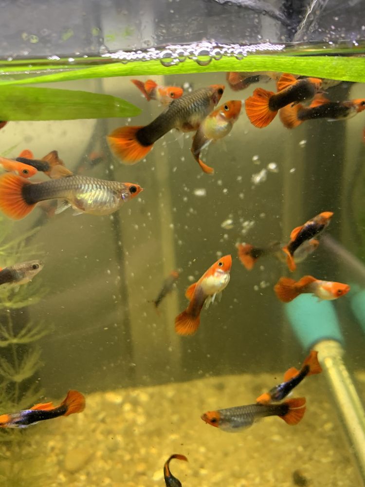 Guppys koi linha pura