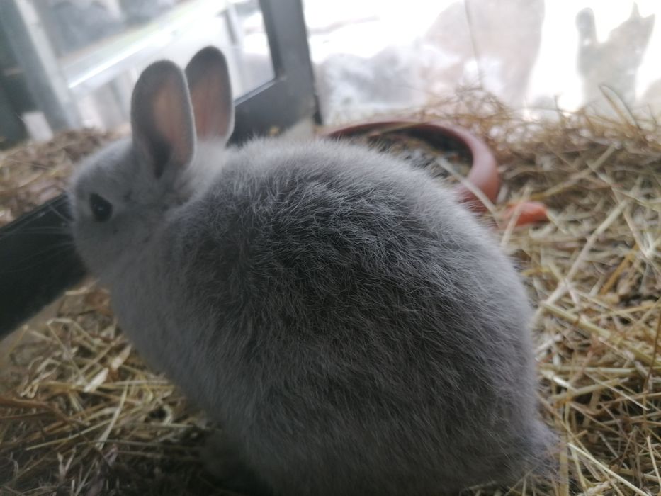 Coelhos mini holandês