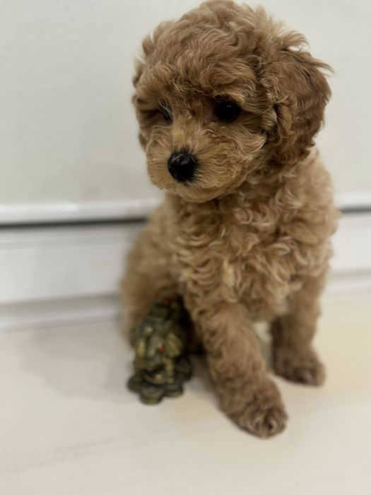 Щенки Мальтипу F2 .