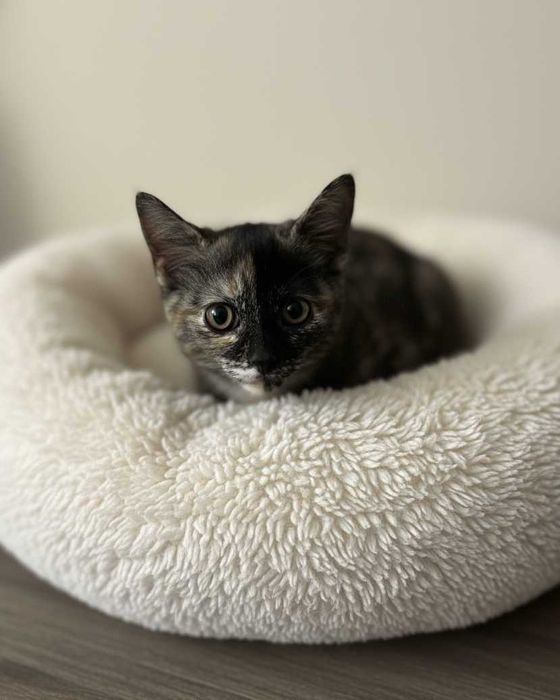 Setúbal / Margem Sul / Lisboa — LALA, gatinha para adoção