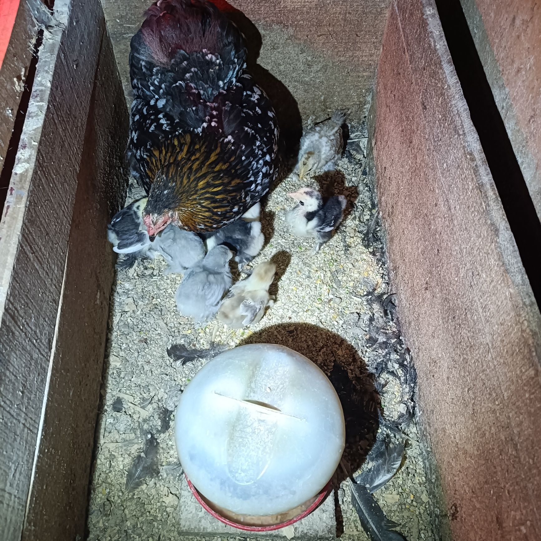 Galinha Pekin com 7 Filhotes