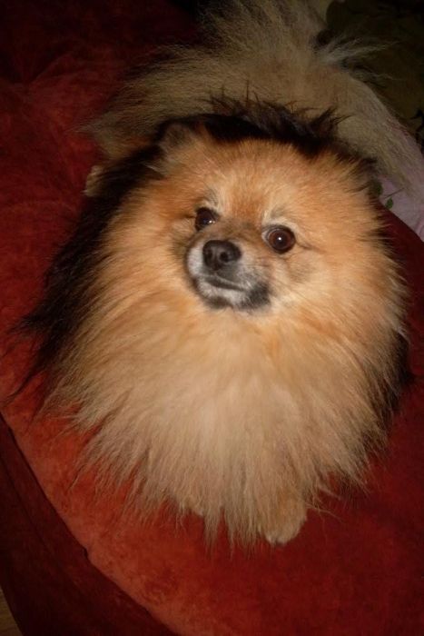 Вязка Померанского Шпица