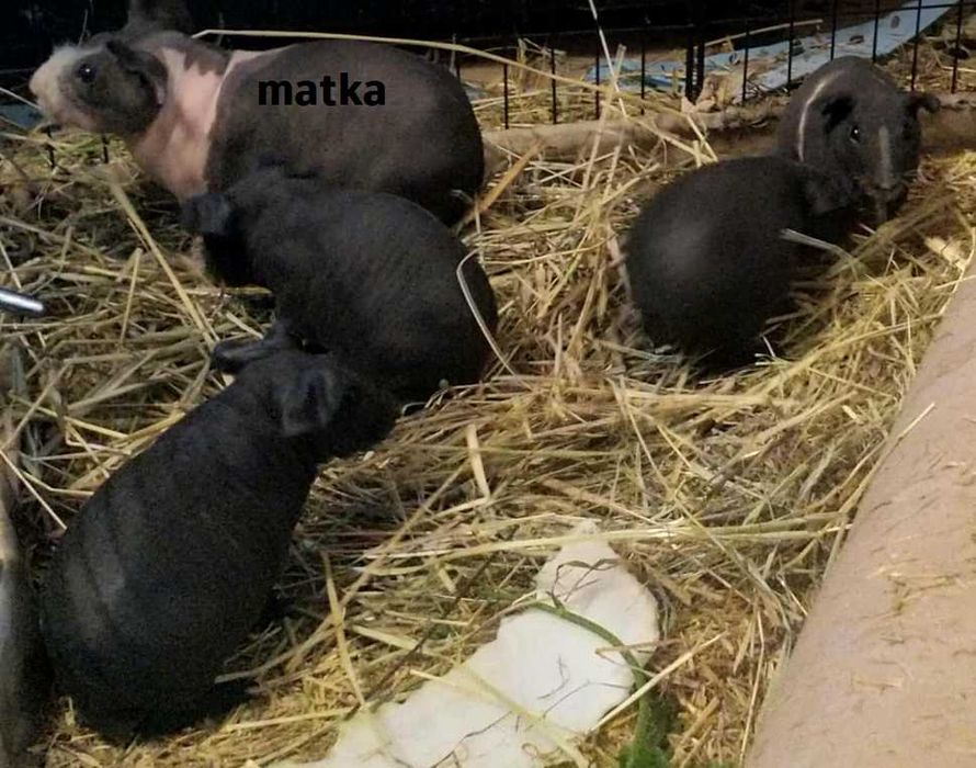 Świnki morskie, kawie domowe "skinny"