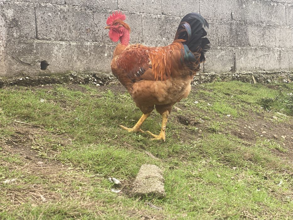 Galos Criacao caseira