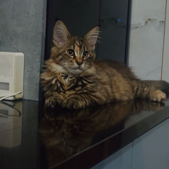 Kotka Maine coon