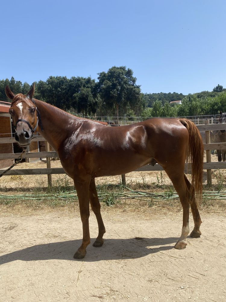 Vendo PSA, 5 anos, castrado, lazao, 1,60cm