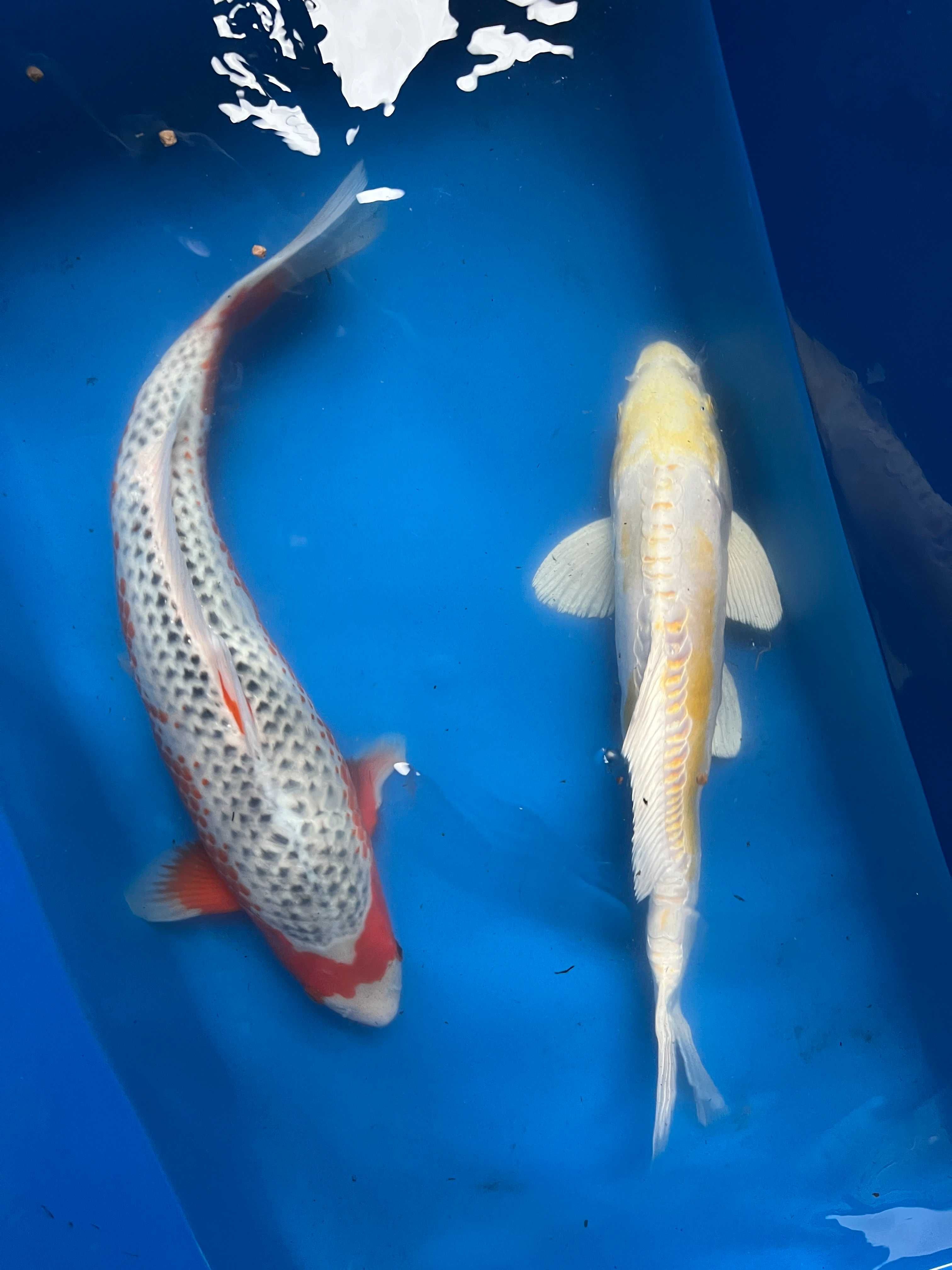 Oryginalne Karpie Koi