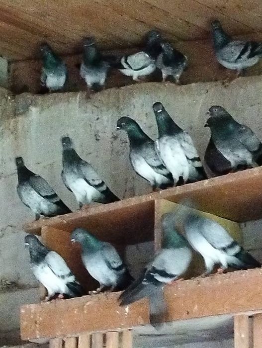 Sprzedam golebie deresze