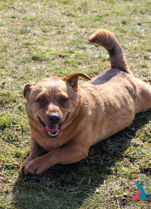 Tymon 86/24 - SZUKA DOMU!