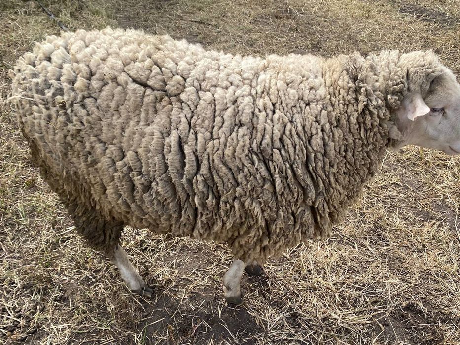 Продам барана, 1 рік
