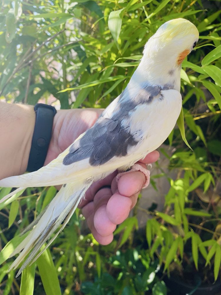 Caturra macho domesticada