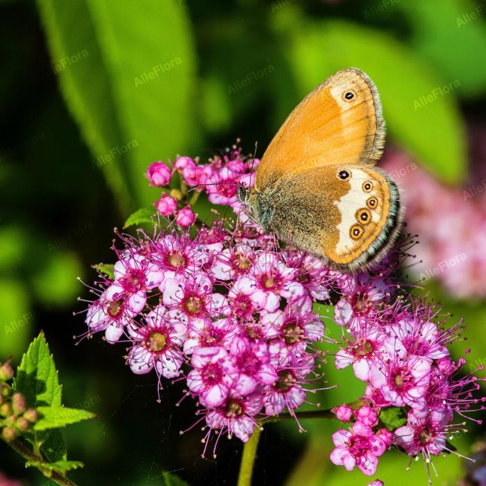 Tawuła japońska 'Japanese Dwarf' Miniaturka (Spiraea) Poj. 1.0L