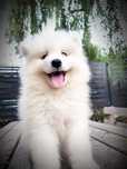 Samoyed suczka , śliczna, biała , puszyste kulka. FCI ZkwP