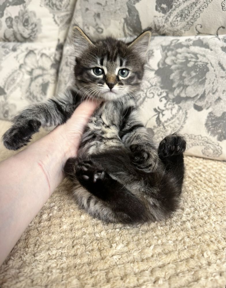 Есть выбор котяток