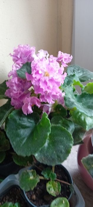 Listki fiołka afrykanskiego