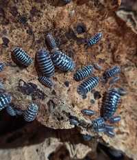 Armadillidium maculatum równonogi, izopody