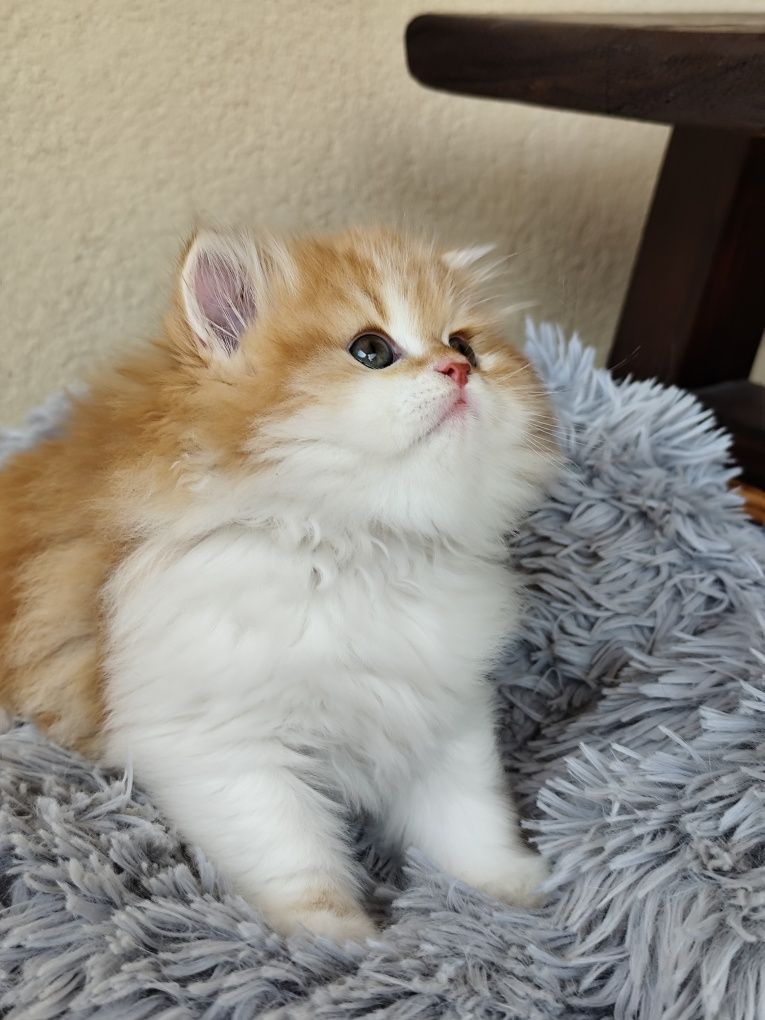 Perski rudy kocurek