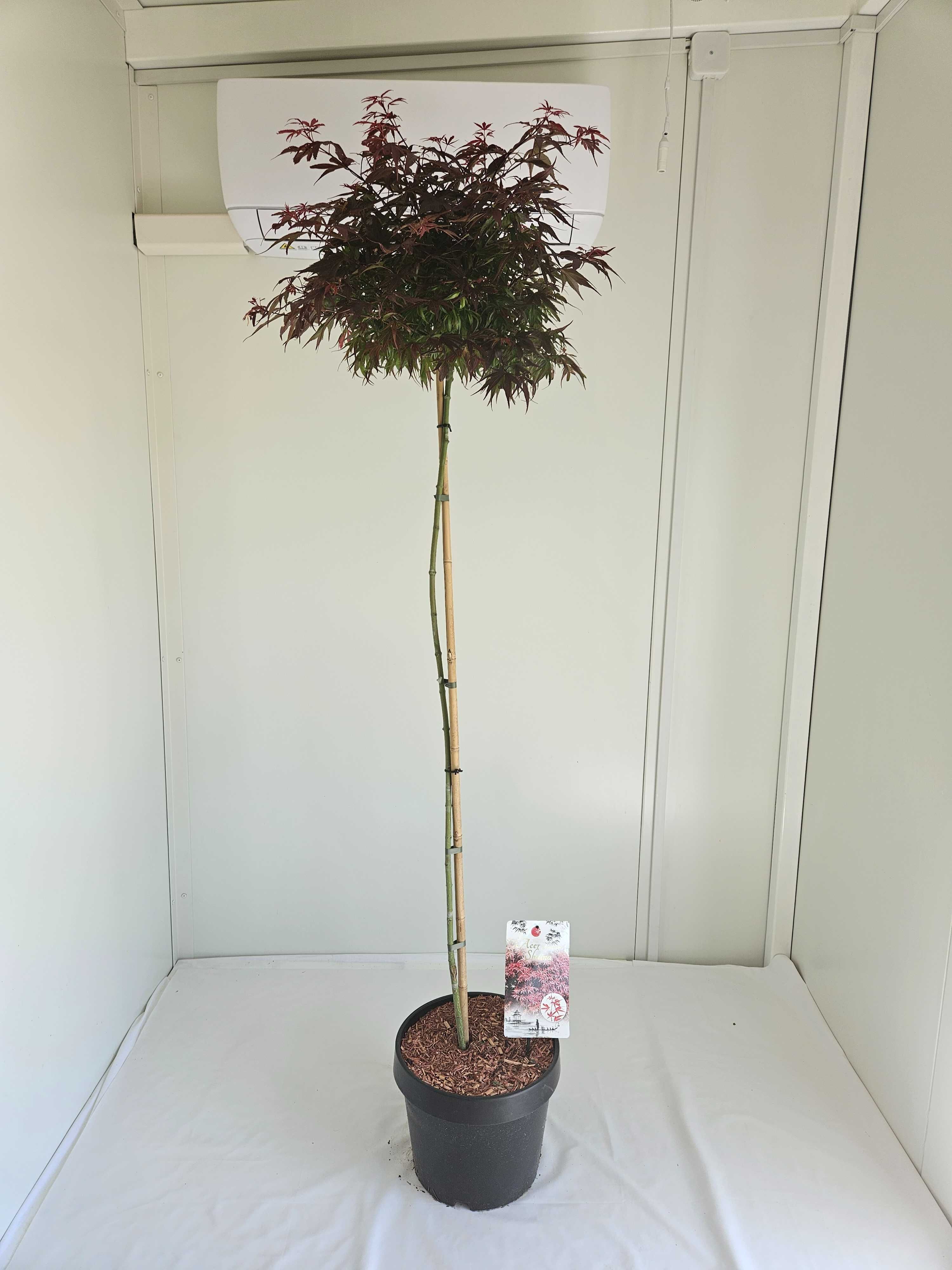 Klon palmowy szczepiony Shaina na pniu – Acer palmatum 'Shaina'