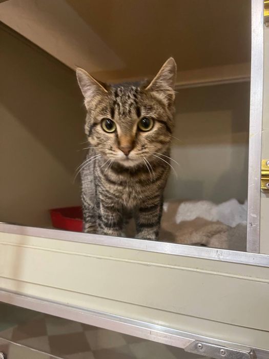 Кошеня підліток дівчинка смугаста 5-6 міс. Дуже ласкава! Шукає сімʼю!