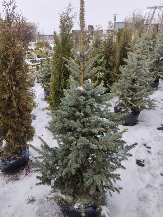 Ель, сосна, пихта, рододендрон, древесный пион, туи, можевельник