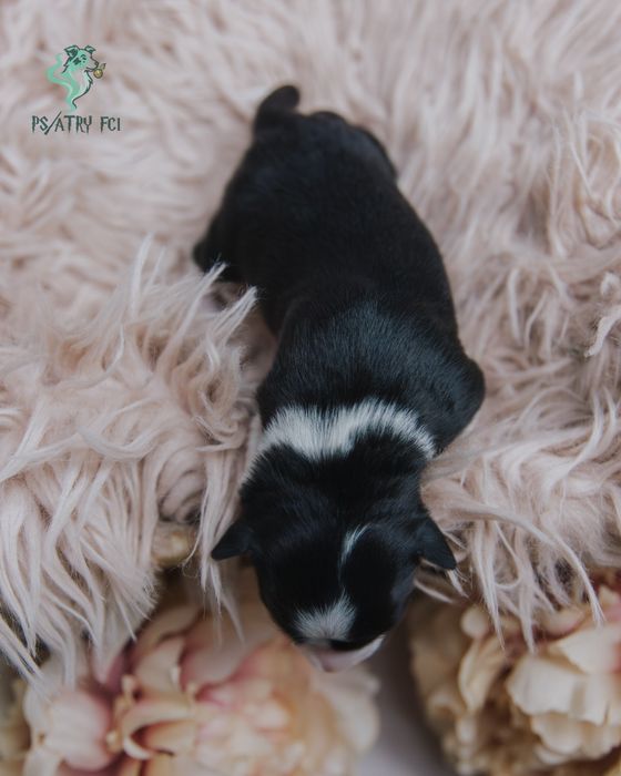 Psiatry FCI Border Collie suczka czarno biała