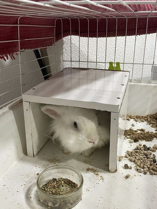 Coelho Anão para doar