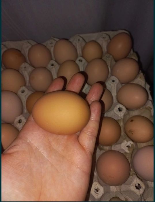 Яйця домашні великі Вінниця