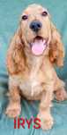 Cocker Spaniel Angielski piesek