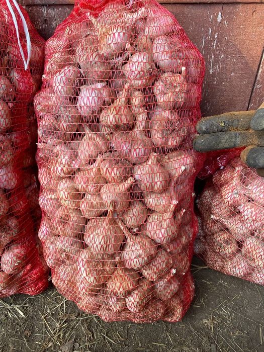 Часник Любаша 1 репродукція