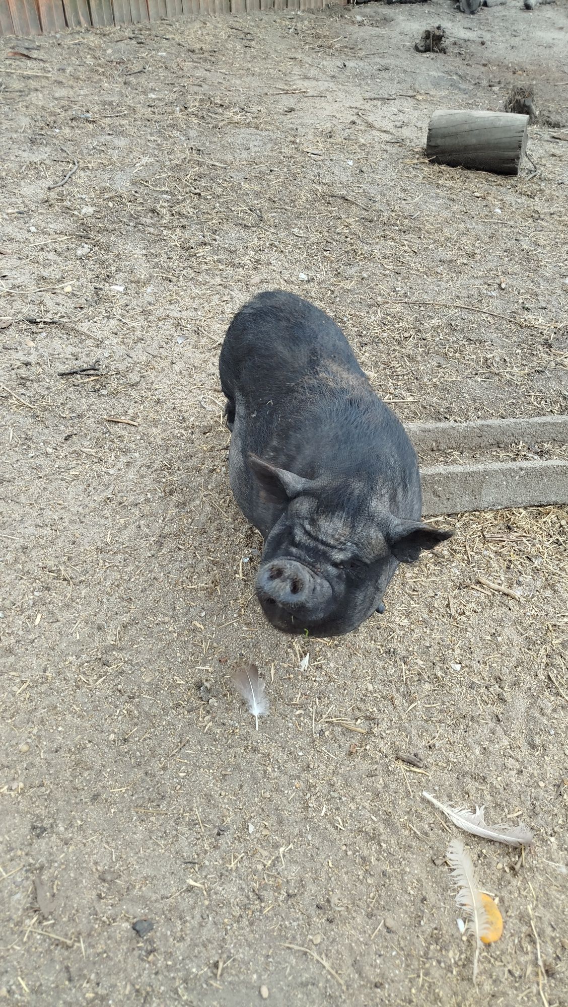 Porcos vietnamitas bebés bem gordinhos