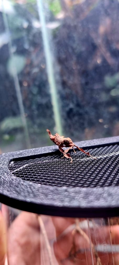 Modliszka liściogłowa (phyllocrania paradoxa)