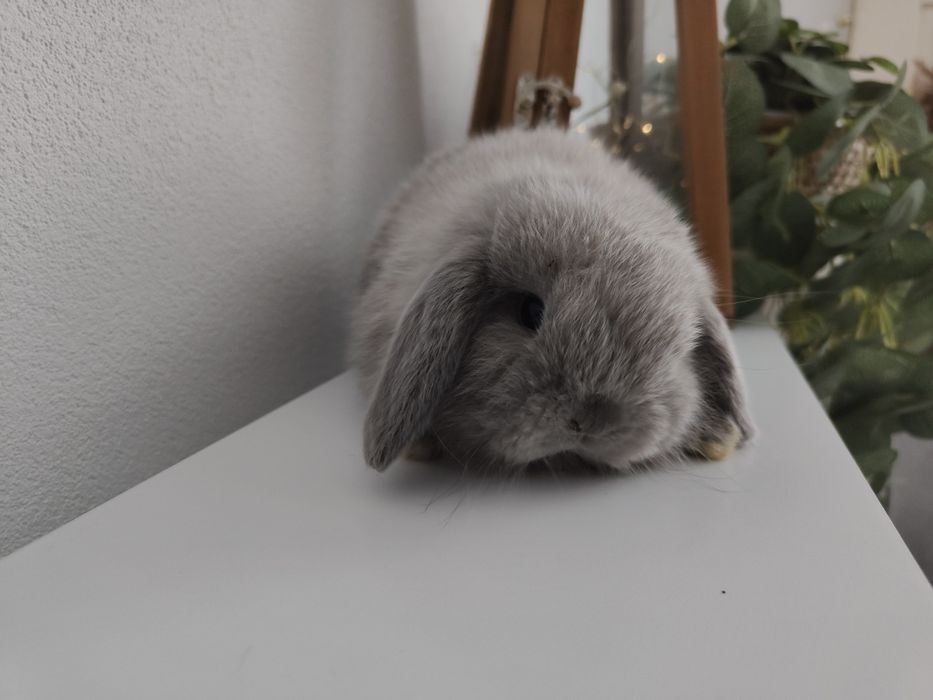 Mini Lop królik gotowe na zmianę domku