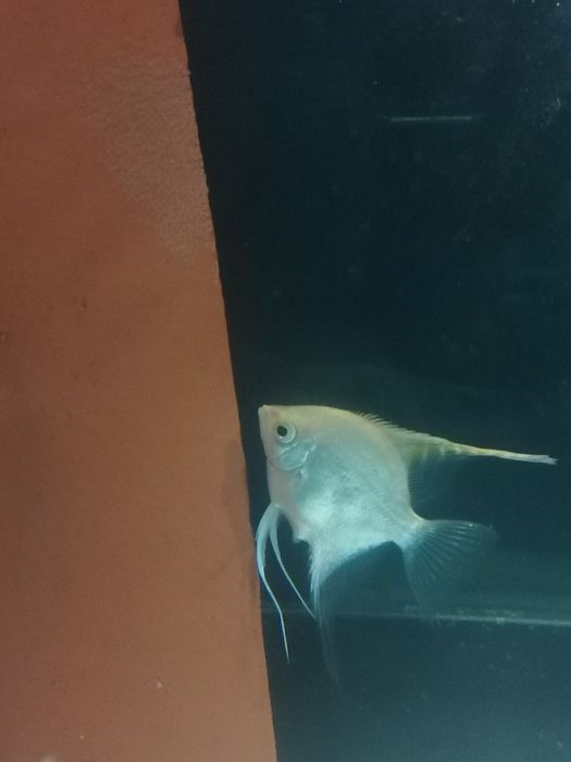 Casal de Escalares Amarelo