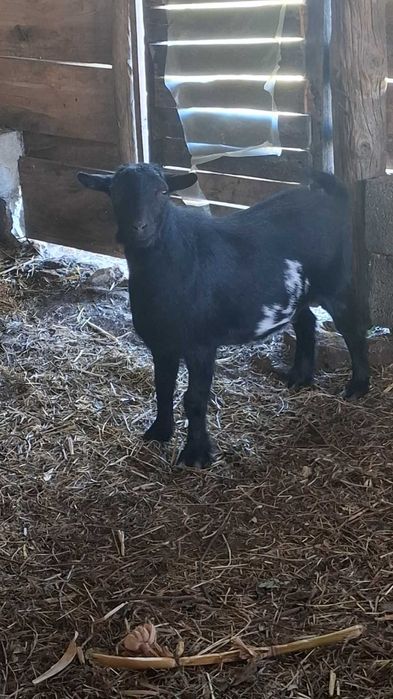 Cabras / Animais de quinta