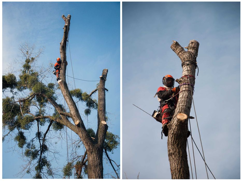 Услуги Дробление измельчение веток Корчевание пней деревьев спил гілок
