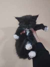 Отдам чёрного котёнка с белыми лапками