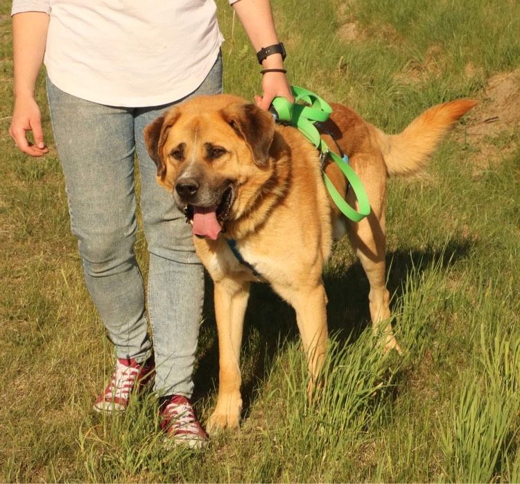 Wesoły spokojny przyjacielski Bubu adopcja