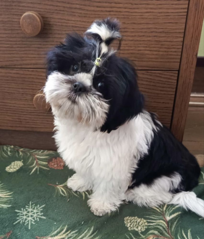 Shih tzu suczka