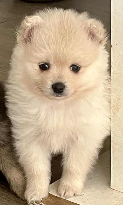 spitz anao branco perola