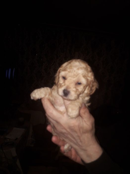 Продам щенят породи ТОЙПУДЕЛЬ