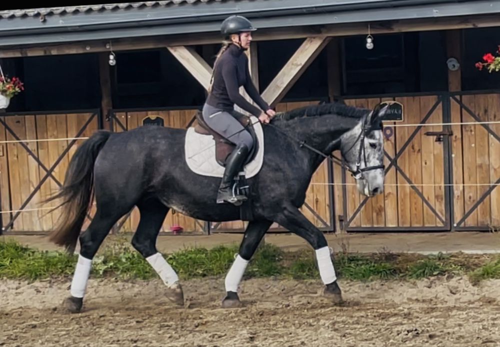 Piękna śląska klacz do sportu lub rekreacji