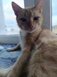 Kurkuma cudna koteczka poleca sie do adopcji