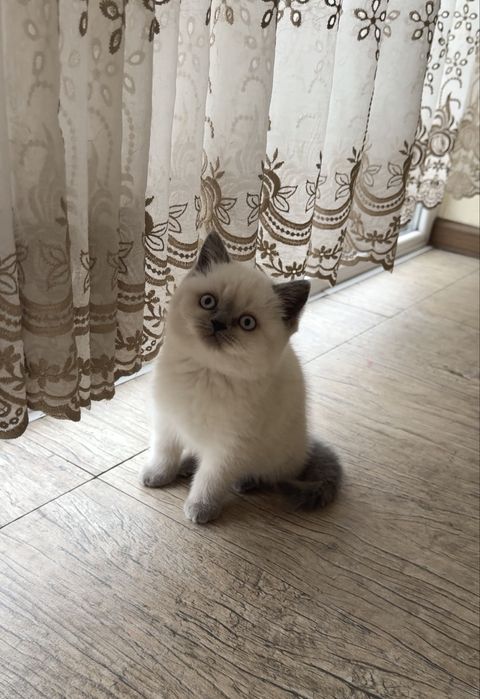 Британські янголятка