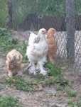 Продам кури , курчата Брама